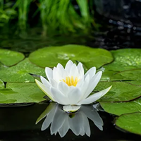 Witte waterlelie / Nymphaea Alba (per 6 stuks)