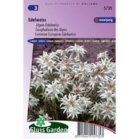 Leontopodium Alpinum zaden Edelweiss - thumbnail
