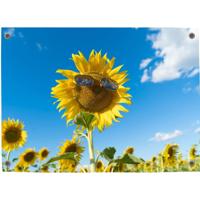 Tuinposter Zonnebloem 4 - Pillow Buddies