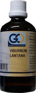 GO Viburnum lantana bio