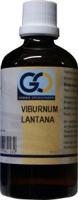 GO Viburnum lantana bio GO Viburnum lantana bio