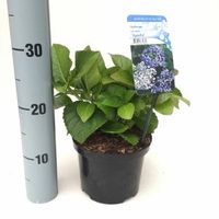 Hydrangea Macrophylla "Ayesha" boerenhortensia - thumbnail