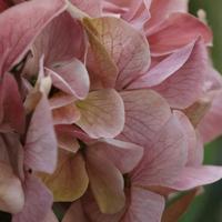 Hortensia Kunstbloem N 67cm Roze