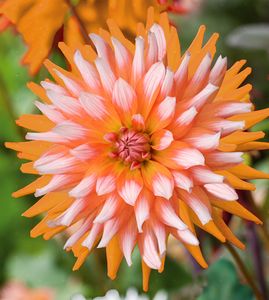 Dahlia Orange Turmoil Dahlia Orange Turmoil