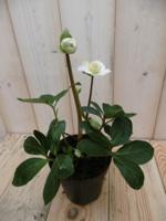 Kerstroos wit klein - Warentuin natuurlijk