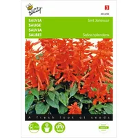 Salvia, Vuursalie Sint Jansvuur