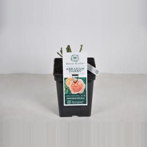 Engelse roos (rosa "Abraham Darby"®) - C5 - 1 stuks