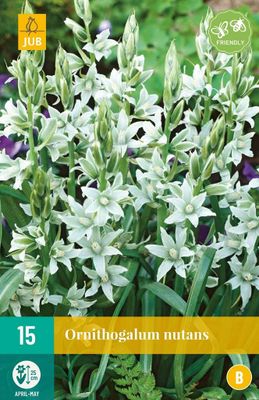 Ornithogalum nutans 15 bollen