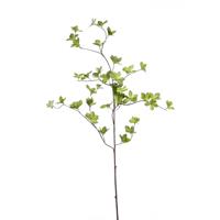 Cornus