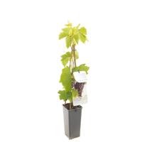 Vitis vinifera Heike Pitloze rood/paarse druif fruitplant Fruithof - Fruithof