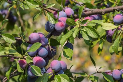 Leipruimenboom
