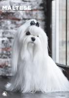 Maltezer A3 Kalender 2026