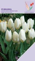 Tulpen Purissima 10 bollen