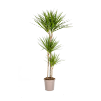 Dracaena Marginata Green Ø24cm - ↕140cm