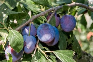 Hoogstam dikke Pruimenboom