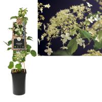 Klimplant Hydrangea a. Petiolaris 75 cm Klimhortensia Van der Starre - Van der starre