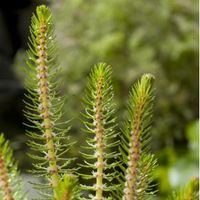 Vederkruid (Myriophyllum crispata) zuurstofplant (10-stuks)