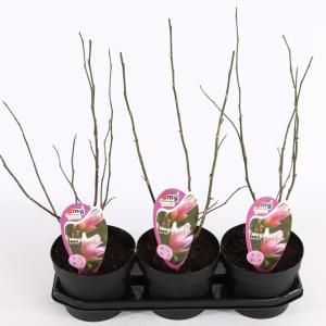 Magnolia struik George Henry Kern - 40 - 50 cm - 3 stuks