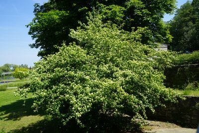 Kornoelje boom