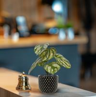Peperomia Gold Dust kunstplant 20cm