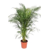 Dypsis Lutescens (Areca Palm) - 150 cm - ø30