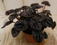 2 stuks! Kamerplant Sienna Sunset Peperomia Schumi Red - Warentuin natuurlijk