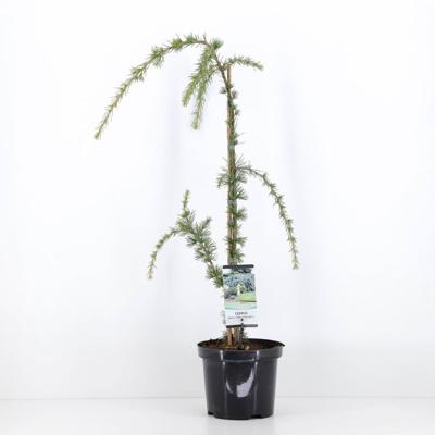 Cedrus libani glauca pendula 75 cm - Warentuin natuurlijk