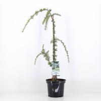 Cedrus libani glauca pendula 75 cm - Warentuin natuurlijk