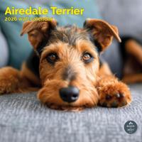 Airedale Terrier Kalender 2026