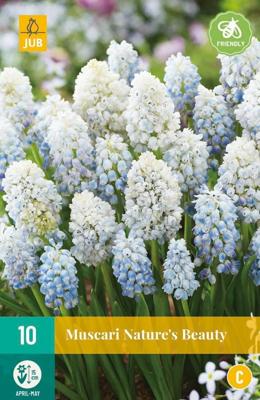 Muscari natures beauty 10 bollen