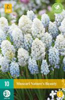 Muscari natures beauty 10 bollen