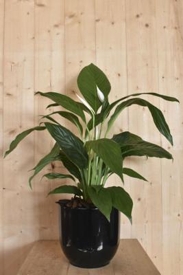Lepelplant 'Spathiphyllum' in zwarte pot - Warentuin natuurlijk