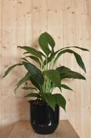 Lepelplant 'Spathiphyllum' in zwarte pot - Warentuin natuurlijk