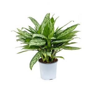 Aglaonema silver queen S kamerplant