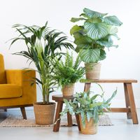 Groen Interieur Plantenbox (4 stuks) - thumbnail