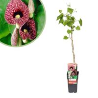 Aristolochia Macrophylla - Dutchman&apos;s pipe - P15