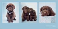 Kunstdruk Rachael Hale Chocolate Treat 100x50cm
