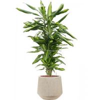 Plant in Pot Dracaena Fragrans Cintho 105 cm kamerplant in Baq Raindrop 30 cm bloempot - thumbnail