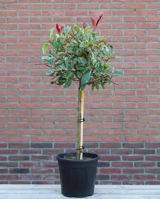 Glansmispel op stam