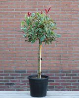 Glansmispel op stam
