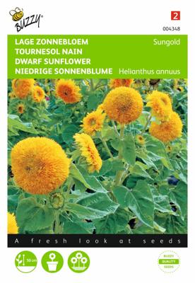 Helianthus Annuus Sungold Dubbelbl. Laag - Buzzy
