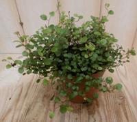 2 stuks! Muehlenbeckia maori - Warentuin natuurlijk