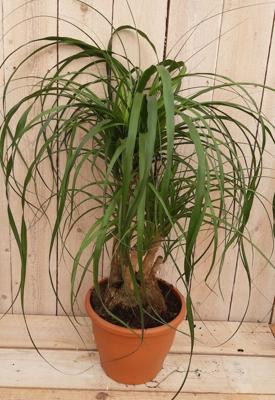 Beaucarnea Olifantspoot 50 cm recuvata gedeelde stam Kamerplant Warentuin Natuurlijk - Warentuin natuurlijk