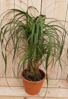 Beaucarnea Olifantspoot 50 cm recuvata gedeelde stam Kamerplant Warentuin Natuurlijk - Warentuin natuurlijk