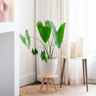 plantje.nl, Alocasia Olifantsoor, Kantoorplanten, Groene Kamerplanten, Woonkamer, Kamerplanten, Alle soorten, Alocasia Zebrina Olifantsoor, Groen,