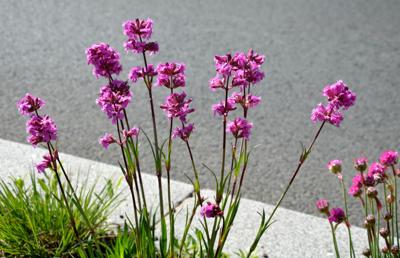 Koekoeksbloem