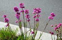 Koekoeksbloem