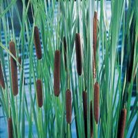 Lisdodde (Typha laxmannii) moerasplant - 6 stuks - thumbnail