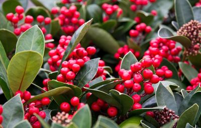 Skimmia
