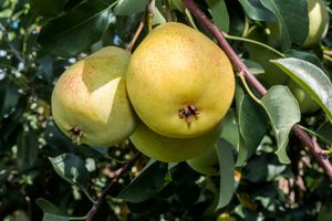 Hoogstam dikke Perenboom